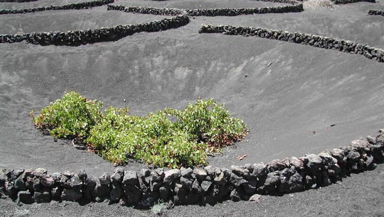 La Geria y paisaje de Lanzarote