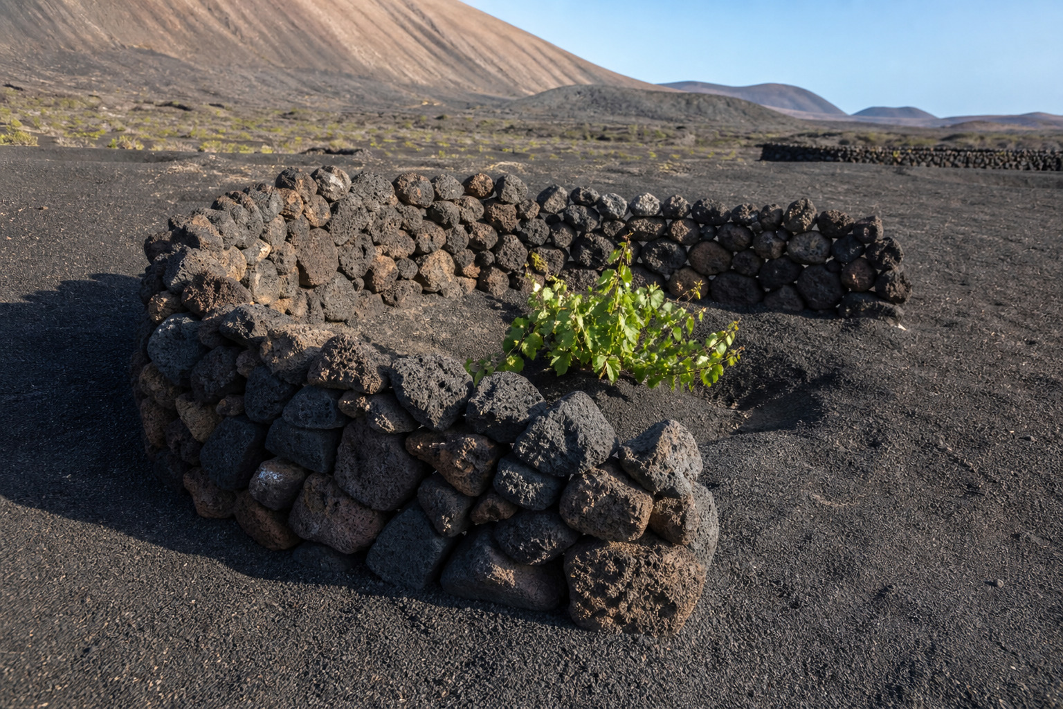 Muro semicircular de piedra volcánica que protege una vid en el paisaje agrícola de Lanzarote